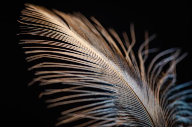 Yırtıcı kuş tüyüne yakın çekim