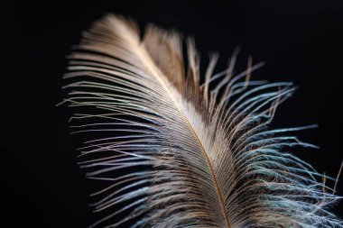 Yırtıcı kuş tüyüne yakın çekim