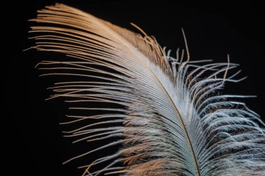 Yırtıcı kuş tüyüne yakın çekim