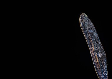 Yusufçuk kanat dokusunun yakın plan görüntüsü.