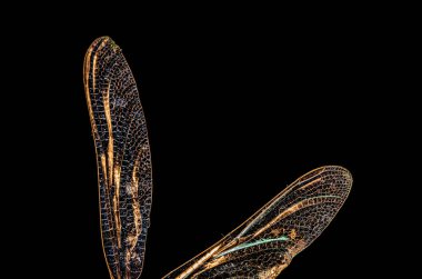 Yusufçuk kanat dokusunun yakın plan görüntüsü.