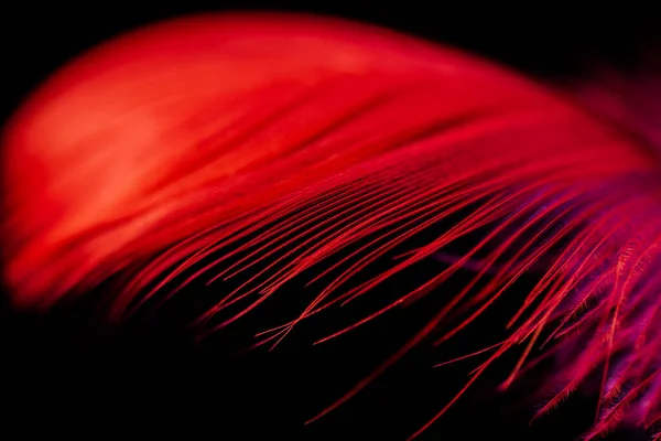 Pluma Roja Disparada Primer Plano Oscuro —  Fotos de Stock