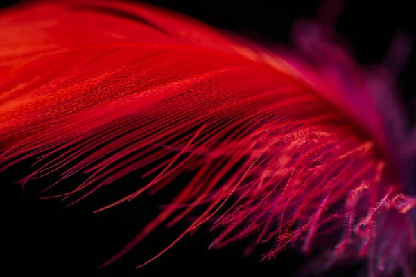 Karanlıkta kırmızı tüy fotoğrafı.