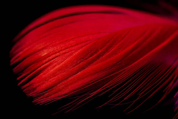 Karanlıkta kırmızı tüy fotoğrafı.