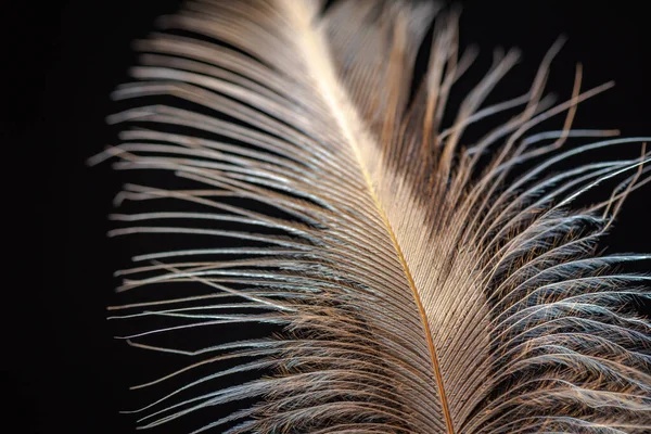 Detailní Záběr Dravého Ptáka — Stock fotografie