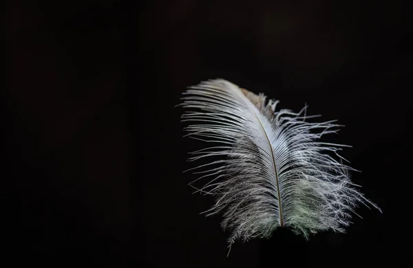 Nahaufnahme Einer Greifvogelfeder — Stockfoto