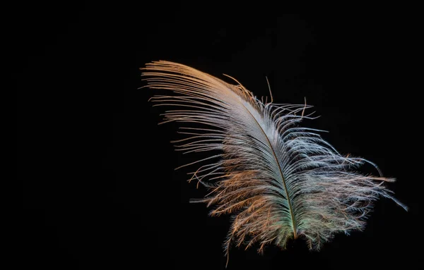 Zbliżenie Drapieżnego Ptaka Pióro — Zdjęcie stockowe