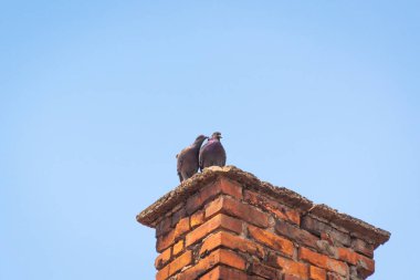 Çatıda bir çift güvercin öpüşüyor.