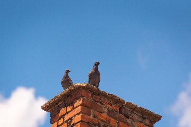 Çatıda bir çift güvercin dinleniyor.