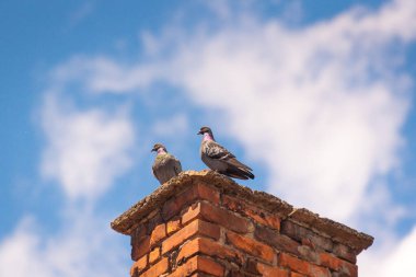 Çatıda bir çift güvercin dinleniyor.