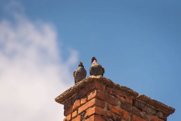 屋根の上に二羽の鳩が休んでいる — ストック写真