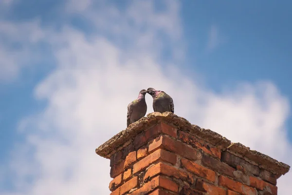 Ein Taubenpaar Küsst Sich Auf Dem Dach — Stockfoto