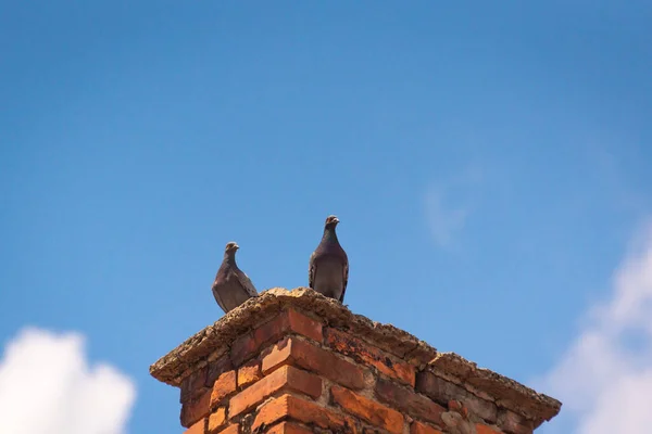 屋根の上に二羽の鳩が休んでいる — ストック写真