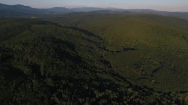 Karpatlar 'daki bir dağ ormanının hava görüntüsü.