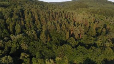 Karpatlar 'daki bir dağ ormanının hava görüntüsü.