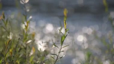 Yazın bir dağ nehrinin arka planındaki kıyı bitkileri
