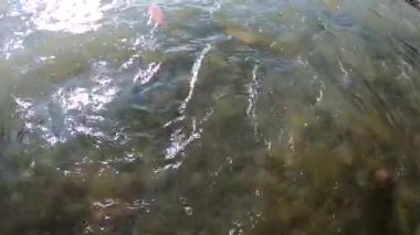 Karpat Dağları 'nda akan dağ nehri