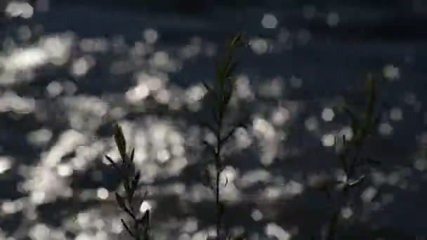 Yazın Bir Dağ Nehrinin Arka Planındaki Kıyı Bitkileri — Stok video