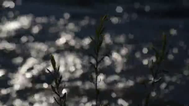 Las Plantas Costeras Sobre Fondo Del Río Montañoso Verano — Vídeo de stock