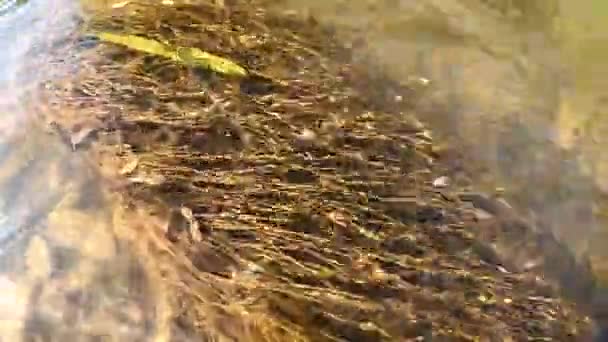 山河中的水下植物 — 图库视频影像