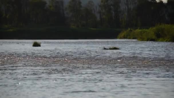 Voll Fließender Gebirgsfluss Den Karpaten — Stockvideo