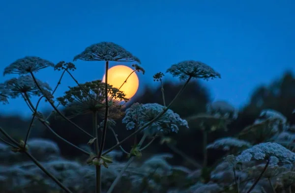 Paisaje Nocturno Con Luna Llena Julio — Foto de Stock