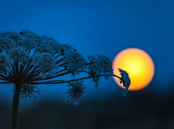 Paisaje Nocturno Con Luna Llena Julio — Foto de Stock