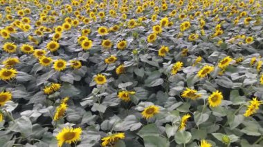 Fırtınadan önce ayçiçekli bir tarlanın havadan çekimi.