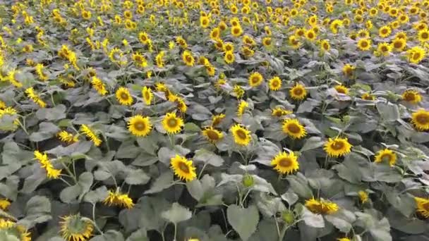 Luftaufnahme Eines Feldes Mit Sonnenblumen Vor Einem Gewitter — Stockvideo