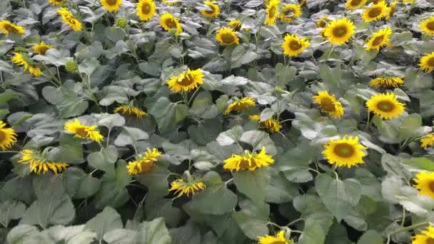 Luchtopname Van Een Veld Met Zonnebloemen Voor Een Onweer — Stockvideo