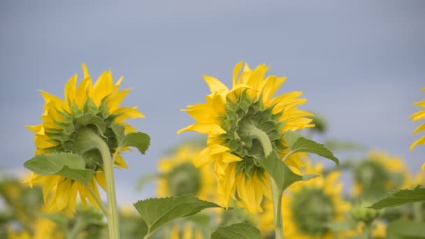 Champ Avec Des Tournesols Avant Orage — Video