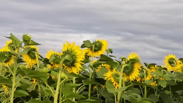  Un champ avec des tournesols avant un orage