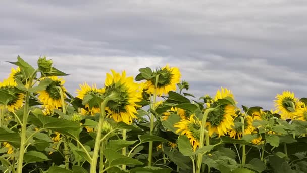 Egy Mező Napraforgóval Vihar Előtt — Stock videók