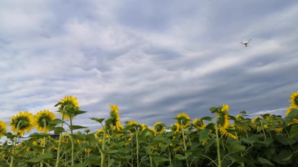 Een Veld Met Zonnebloemen Voor Een Onweer — Stockvideo