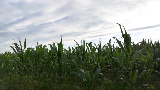 Campo Maíz Antes Una Tormenta — Vídeos de Stock