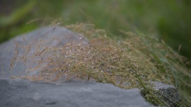 Vått Gräs Täckt Med Droppar Efter Regn Sten — Stockvideo