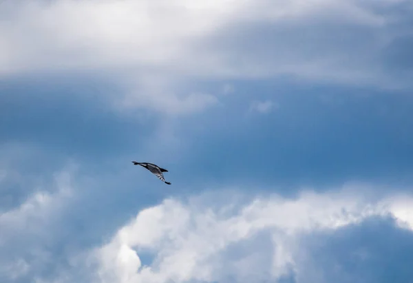 Krajina Zvaná Šedá Stealth — Stock fotografie