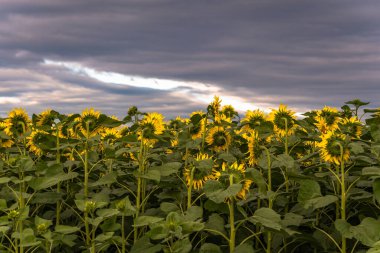  Fırtınadan önce ayçiçekleriyle dolu bir tarla