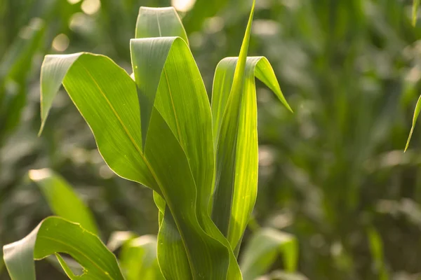 Кукурудзяне Поле Перед Грозою — стокове фото