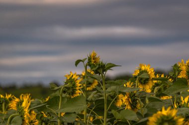  Fırtınadan önce ayçiçekleriyle dolu bir tarla