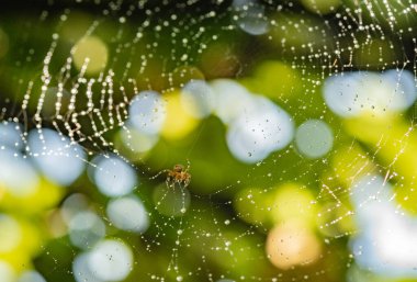 Yaz yağmurundan sonra parlak ağ