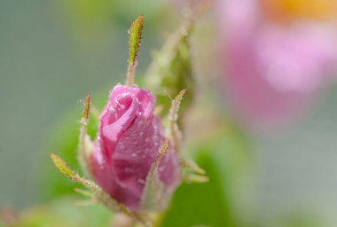 Vahşi pembe gül goncası.