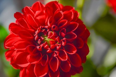 Çiçekli bahçe çiçekleri.