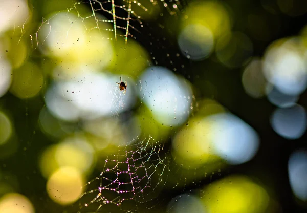 Jasná Síť Letním Dešti — Stock fotografie