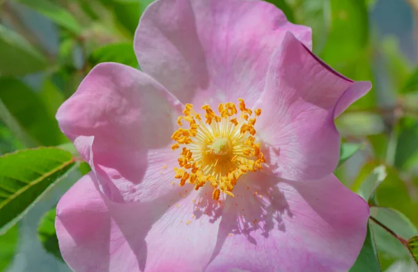 Kwitnący Dziki Różowy Kwiat Róży — Zdjęcie stockowe