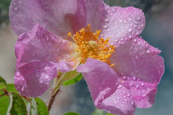 Цветущий Розовый Цветок Шиповника — стоковое фото
