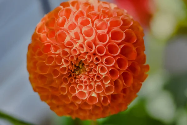 Blooming Garden Dahlia Summer Flower — Stock Photo, Image