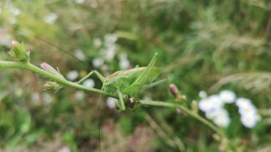 Çekirge bir çiçek sapına tünemiş.