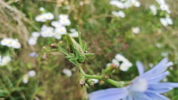 Sprinkhaan Neergestreken Een Bloemsteel — Stockvideo