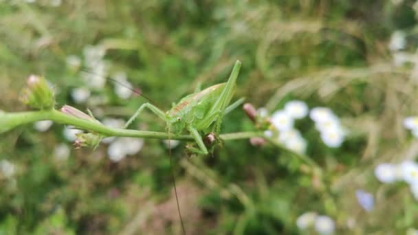 Gafanhoto Empoleirado Talo Flor — Vídeo de Stock